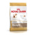 Beagle Adult