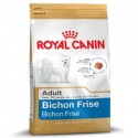 Bichon Frisé Adult