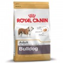 Bulldog Adulte