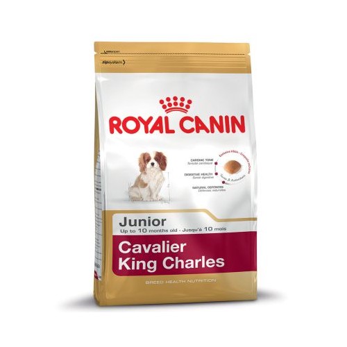 Cavalier King Charles Junior