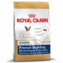 French Bulldog Junior