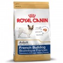 French Bulldog Adult