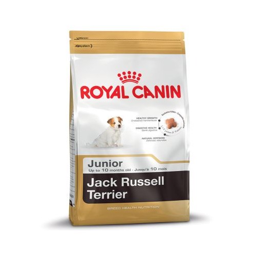 Jack Russell Terrier Junior