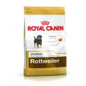 Rottweiler Junior