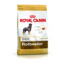 Rottweiler Adult